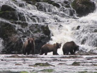 Grizzly bears at Pavlov Harbour