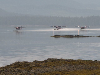 Bear watching planes at Pavlov Harbour