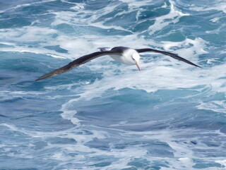 Black-Browed Albatross, Kerguelen