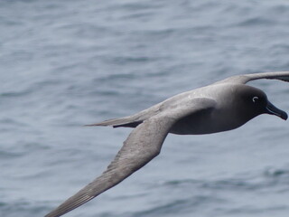Light-Mantled Sooty Albatross, Kerguelen