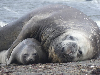 Beachmaster and mate (elephant seals)