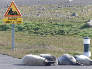 Port aux Francais, Kerguelen
