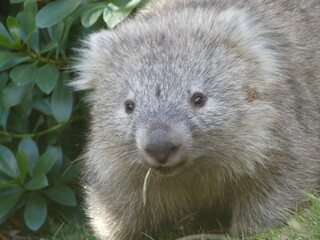 Wombat, Maria Island, Tasmania