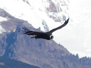 Andean condor, Patagonia, Argentina