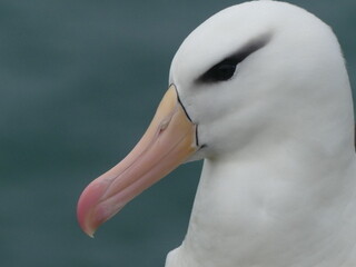 Black-Browed Albatross, Saunders Island