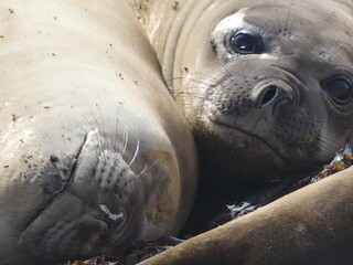 Elephant seal juveniles Saunders Island