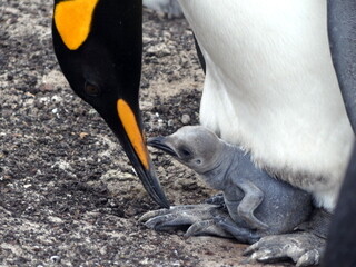 King Penguin and chick Saunders Island