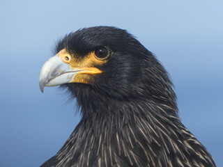 Johnny rook, Striated Caracara
