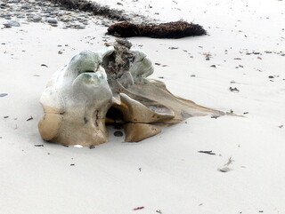 Whale skull, Port Howard