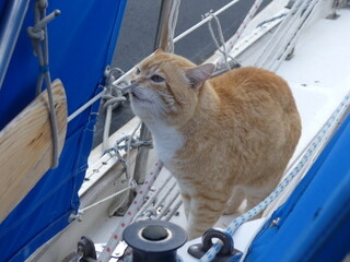 Tiger comes visiting at Butedale