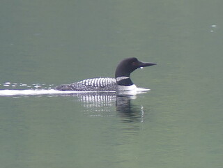 Common loon