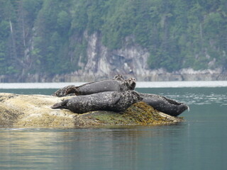 Harbour seals