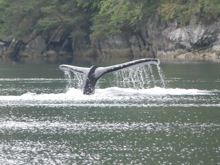 Humpback whale sounding