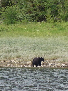 Black bear at Eucott <br>Hot Springs