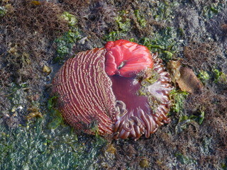 Anemone at low tide, Lady Trutch Passage