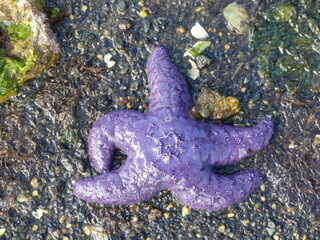 Starfish at low tide, Lady Trutch Passage