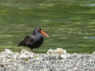 Black oystercatcher
