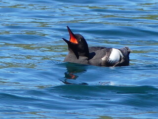 Pigeon guillemot