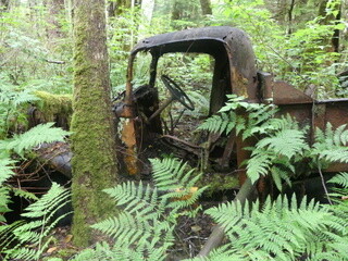 Logging debris at Village Cove, <br>Mereworth Sound