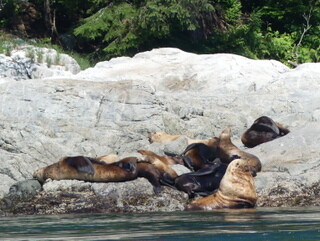 Steller's sealions in Gillard Passage