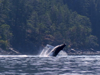 Breaching humpback near Cortes Island
