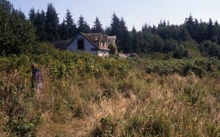 Abandoned house and undergrowth (1990)
