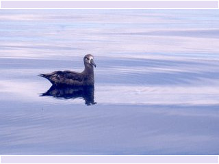 Laysan's albatross