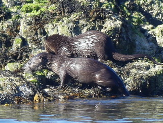 River otter kits