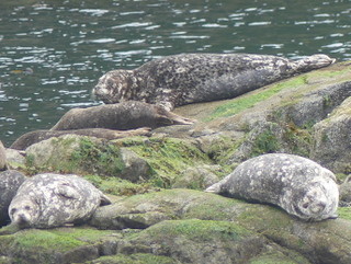Harbour seals