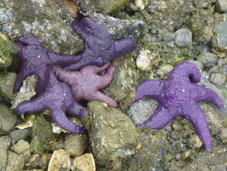 Ochre sea stars