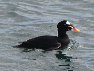 Surf scoter