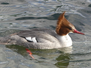 Common merganser (female)