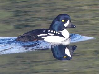 Barrow's goldeneye