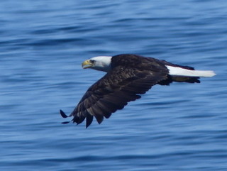 Bald eagle