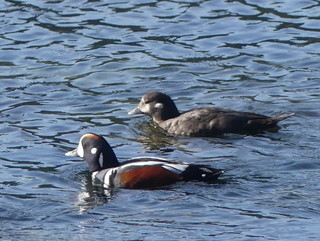 Harlequin ducks