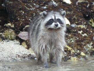 Raccoon