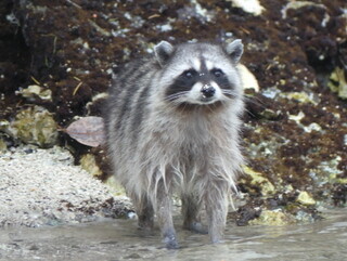 Raccoon