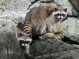 Raccoons