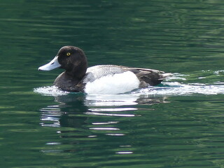 Greater scaup