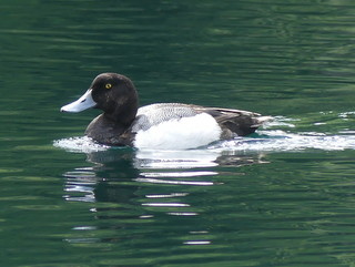 Greater scaup