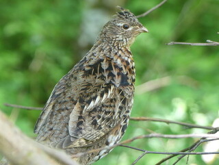 Ruffed grouse