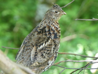 Ruffed grouse