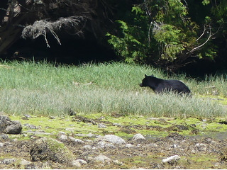 Black bear on beach