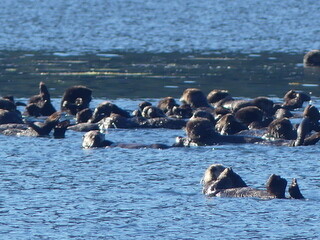 Sea Otter raft