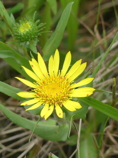 Gumweed