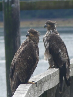 Juvenile bald eagles
