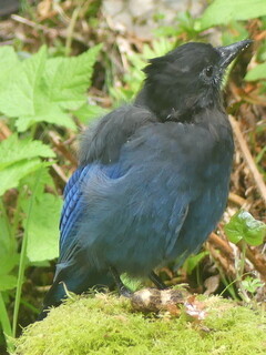 Juvenile Steller jay