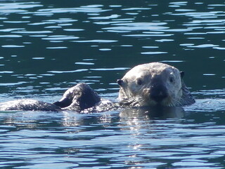 Last Sea Otter sighting