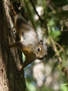 Douglas squirrel