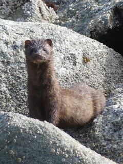 American mink
